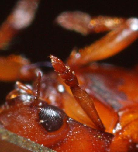 Réf. 337 350 : Hyphydrus ovatus